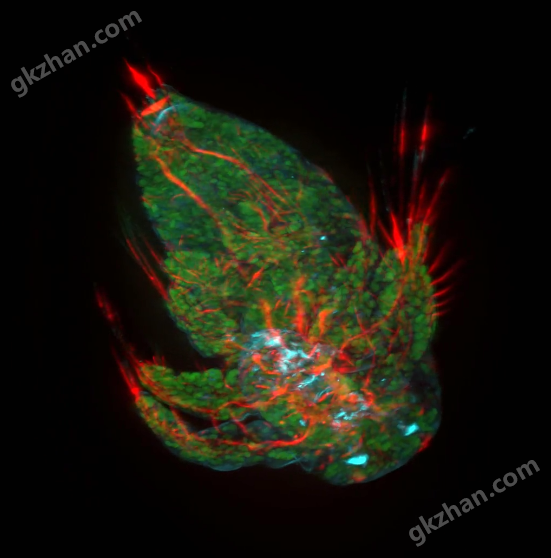 THUNDER Imager Tissue全景组织显微成像系统